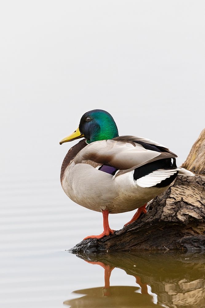 Mallard (Anas platyrhynchos) male on log in wetland-Marion County-Illinois